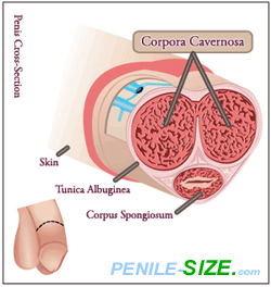 corpora-cavernosa in the penis